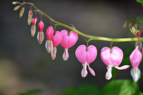 Pink Bleeding Hearts — Stock Photo, Image