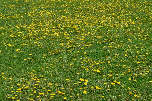 Dandelions in the Grass — Stock Photo, Image