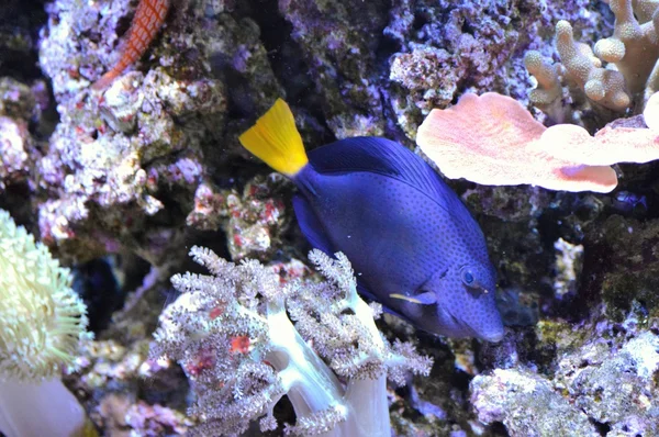 Blauer Tang-Fisch — Stockfoto