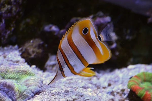 Un pez tropical — Foto de Stock