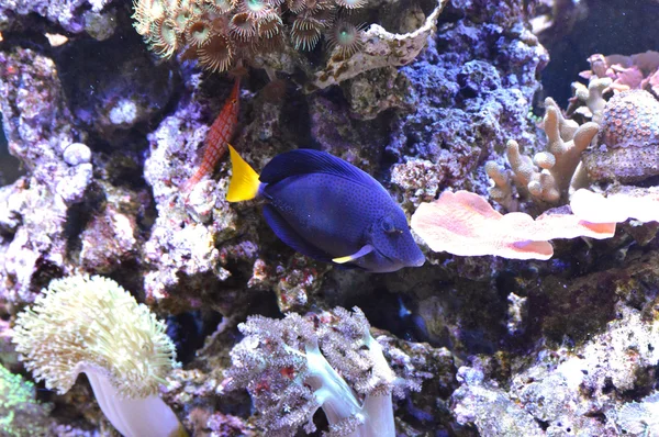 Blue Tang Fish — Stock Photo, Image