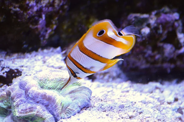 Un pesce tropicale — Foto Stock