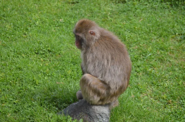 Snow Monkeys During the Summer — Stock Photo, Image