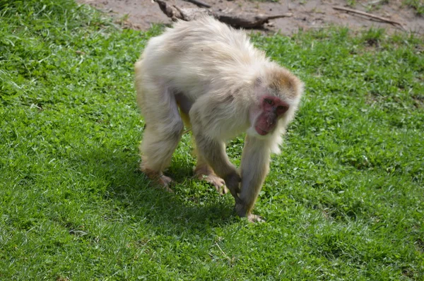 Singes des neiges pendant l'été — Photo