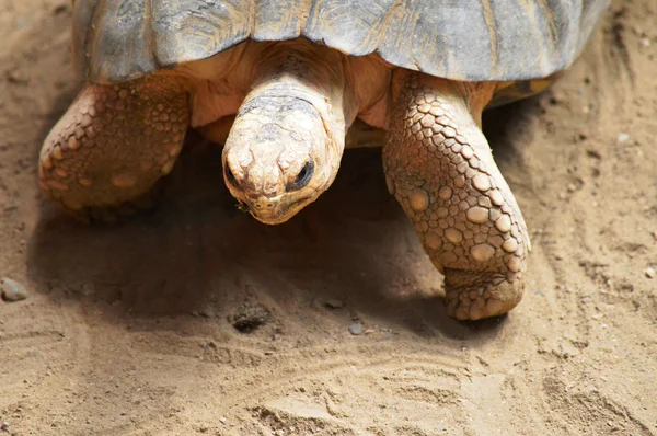 A Radiated Tortoise — Stock Photo, Image