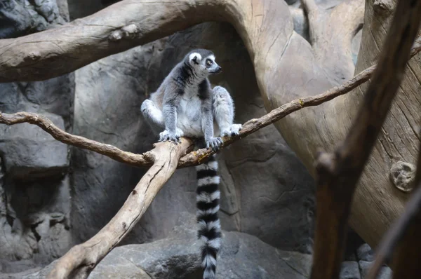 Lemur de cola de anillo — Foto de Stock