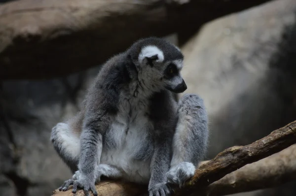 Ringstjärt Lemur — Stockfoto