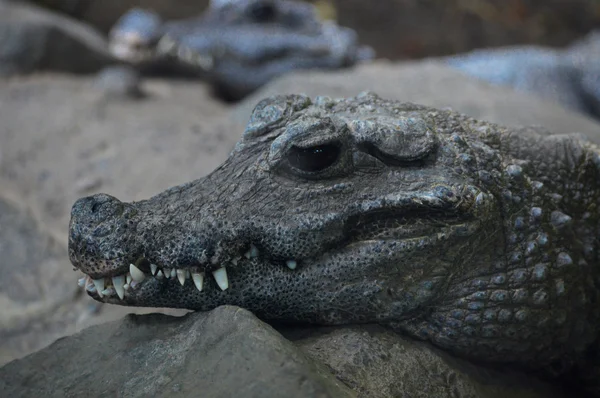 Ein Zwergkrokodil — Stockfoto