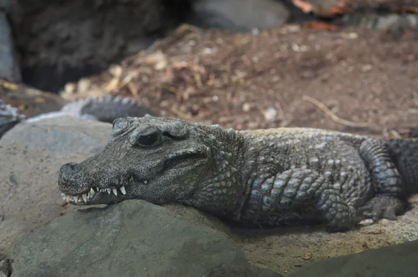 Um crocodilo anão — Fotografia de Stock