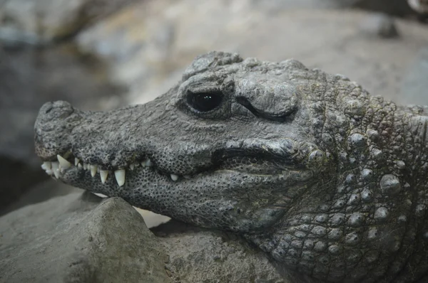 Карликовый крокодил — стоковое фото
