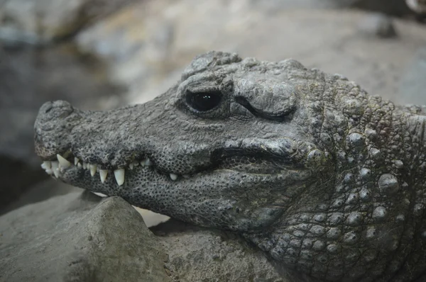 Ein Zwergkrokodil — Stockfoto