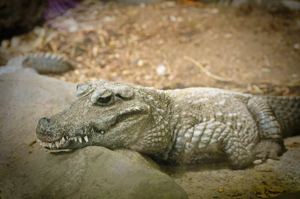 Um crocodilo anão — Fotografia de Stock