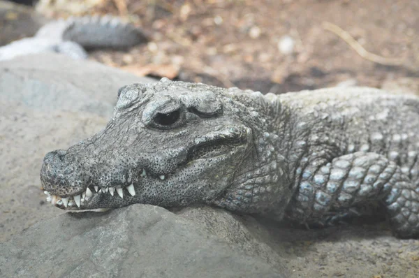 Ein Zwergkrokodil — Stockfoto