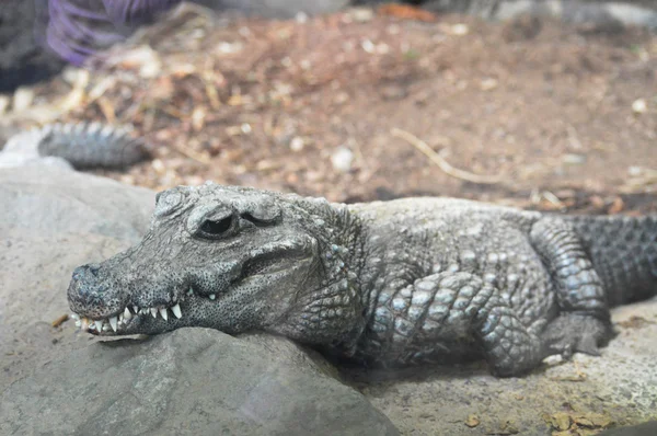 Ein Zwergkrokodil — Stockfoto