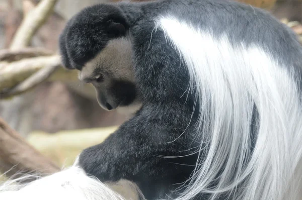 Colobus μαϊμού — Φωτογραφία Αρχείου