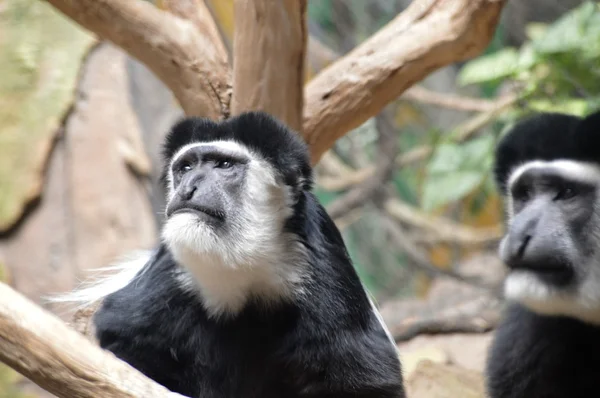 Un singe colobus — Photo