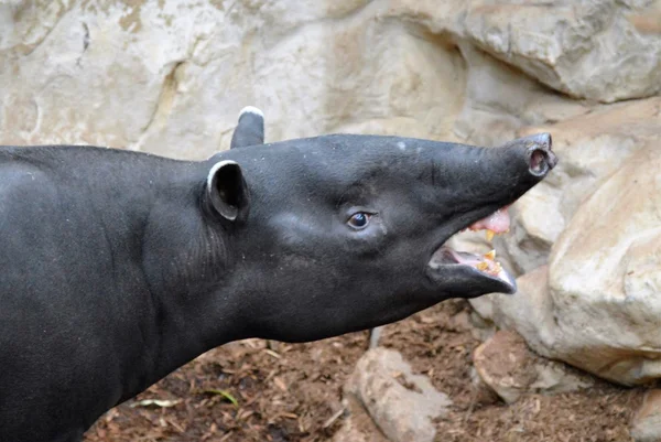 Een volwassen Tapir — Stockfoto