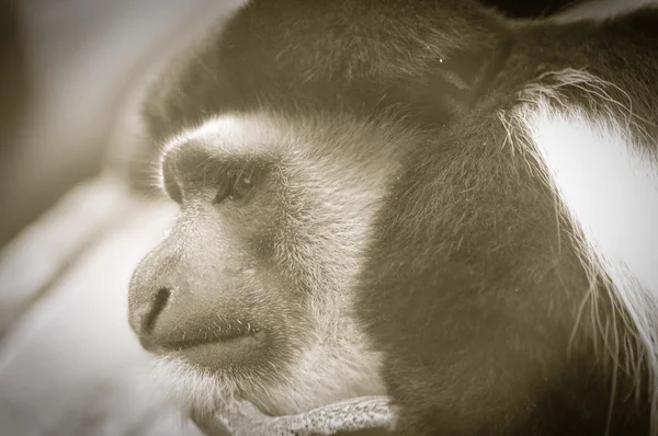 A Colobus Monkey — Stock Photo, Image