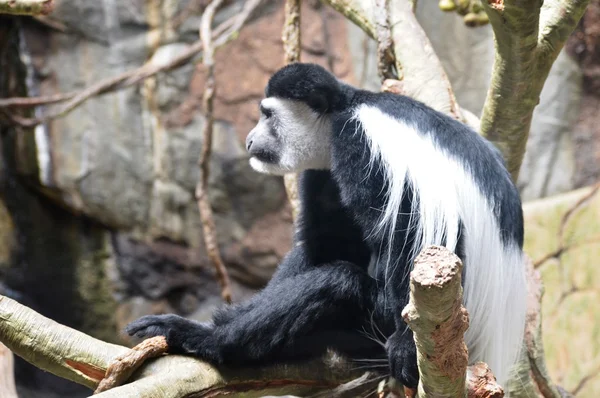 Un singe colobus — Photo