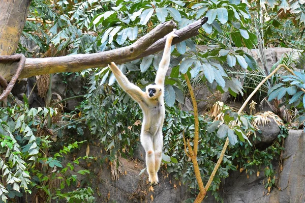 Ein weißes Gibbon — Stockfoto