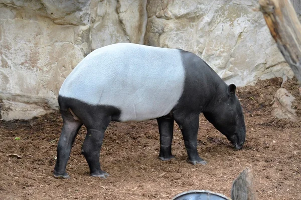Egy felnőtt tapír — Stock Fotó