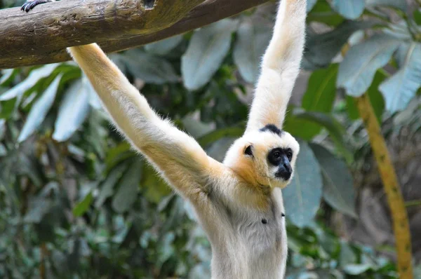 Un Gibbon blanco — Foto de Stock