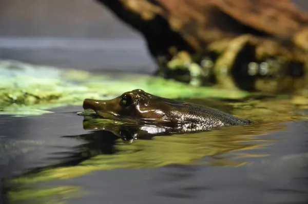 Soft Shell schildpad — Stockfoto