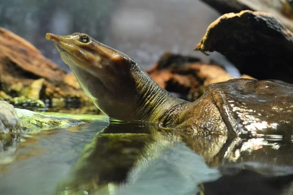 Soft Shell Turtle — Stock Photo, Image