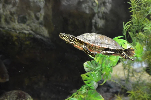 Una tortuga pintada — Foto de Stock