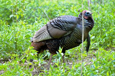 Wild Turkey