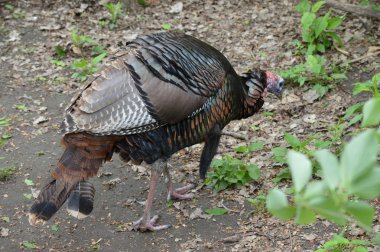 Wild Turkey