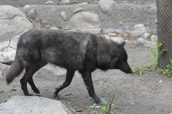 Un lobo salvaje —  Fotos de Stock