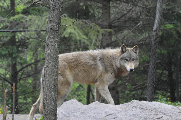 Un lobo salvaje —  Fotos de Stock