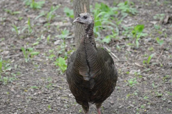 Un pavo salvaje — Foto de Stock