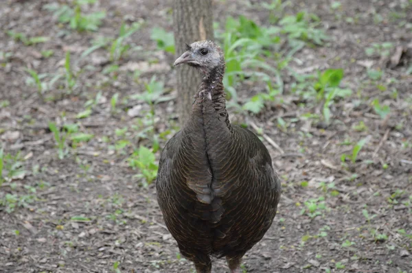 En Wild Turkey — Stockfoto