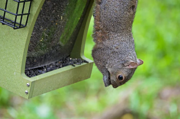 Uno scoiattolo affamato — Foto Stock