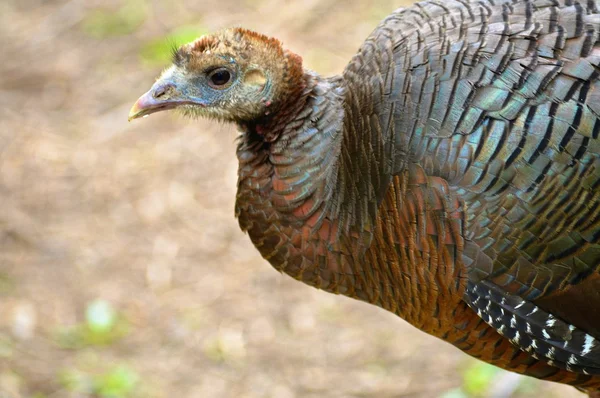 Una Turchia selvaggia — Foto Stock