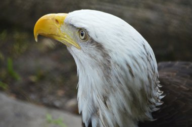 Kel kartal