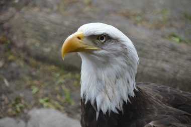 Kel kartal