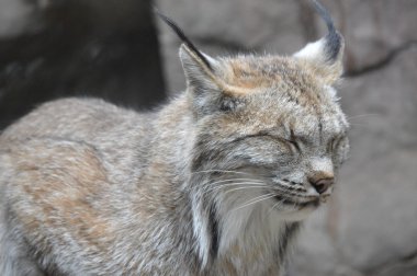 Kanadalı bir vaşak