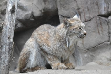 Kanadalı bir vaşak