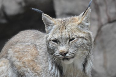 Kanadalı bir vaşak