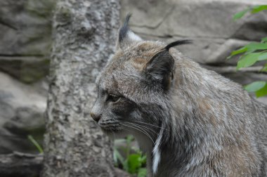 Kanadalı bir vaşak