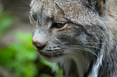 Kanadalı bir vaşak