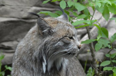 Kanadalı bir vaşak