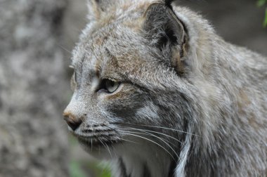 Kanadalı bir vaşak