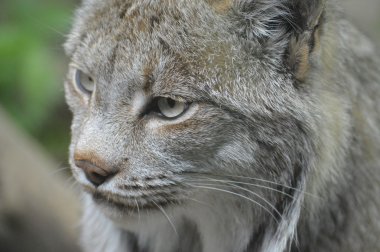 Kanadalı bir vaşak