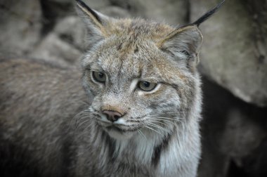 Kanadalı bir vaşak