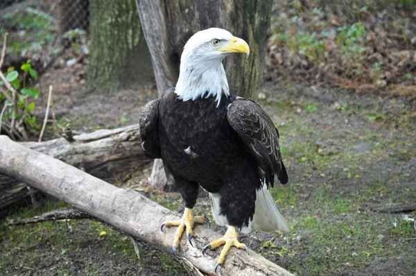 Ein Weißkopfseeadler — Stockfoto