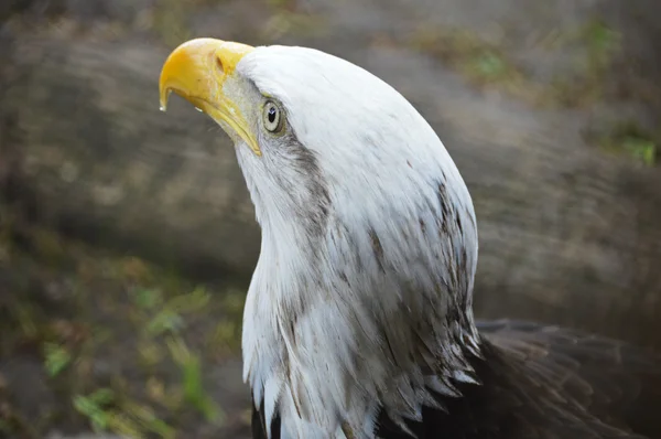 Kel kartal